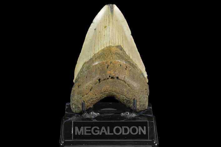 Fossil Megalodon Tooth - North Carolina #124673